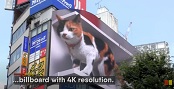 Japan: Giant 3D Cat Billboard Tokyo